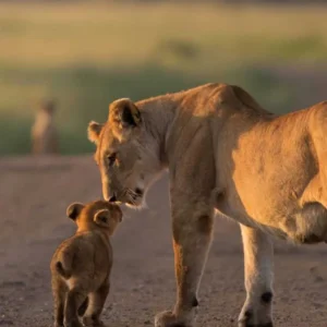 10 Day Ultimate Safari