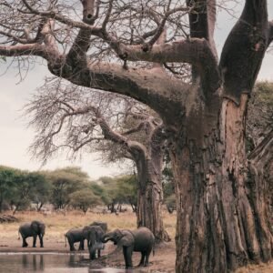 elephant and elephant on forest during daytime