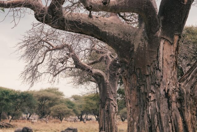 elephant and elephant on forest during daytime