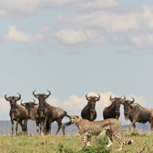 7 Day Classic Safari