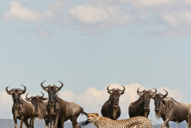 a cheetah and a herd of wildebeests on a grassy plain