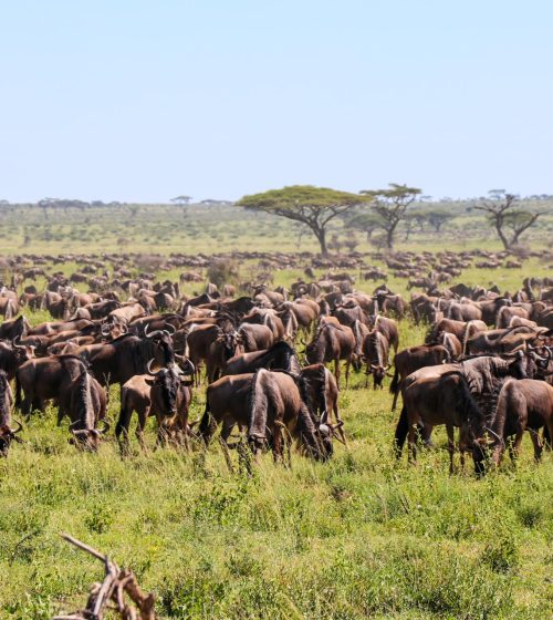 Safari-tanzania