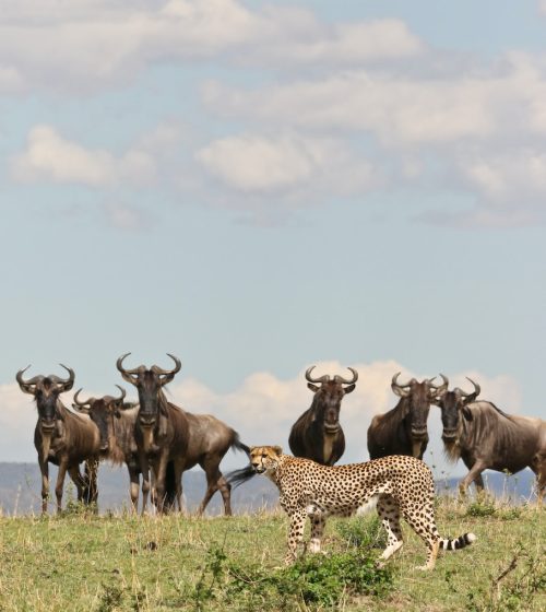 a cheetah and a herd of wildebeests on a grassy plain